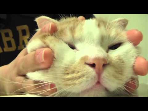 Cat purrs to a massage