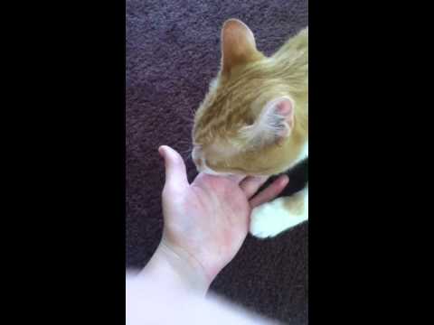 Cat licking its owner’s hand