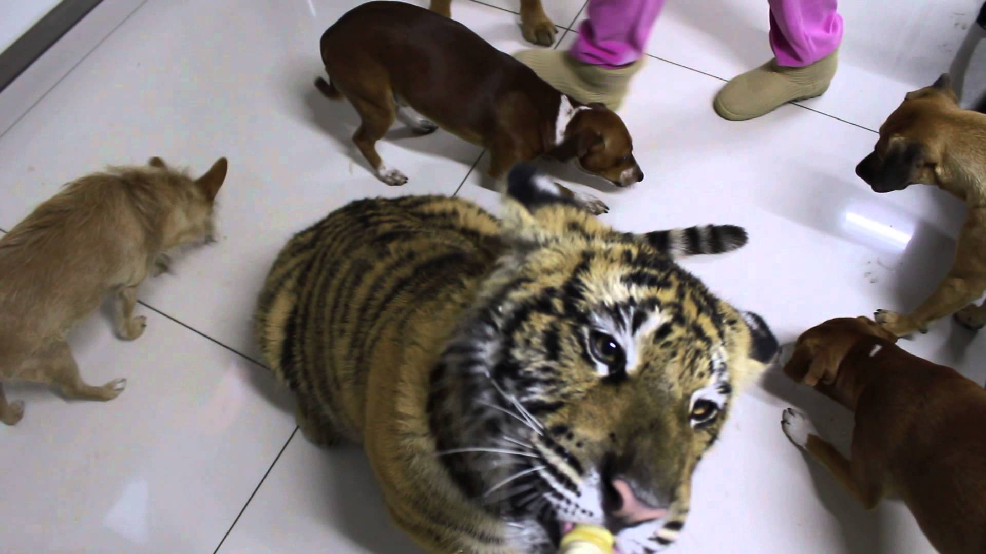 Dogs and a tiger eating cookies and drinking milk