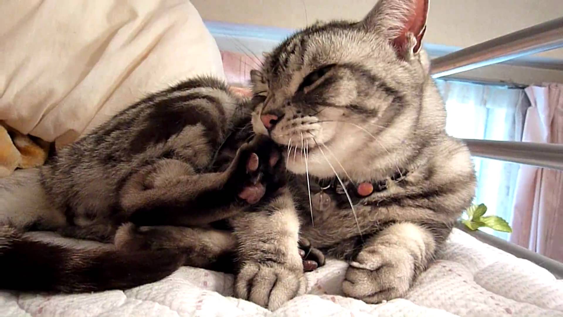 Cat licking itself