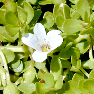 Bacopa monnieri leafs and flower