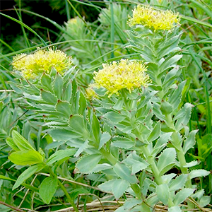 Leafs of Rhodiola Rosea herb