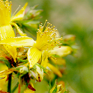 St-Johns-Wort-Flower