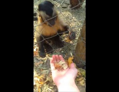 Monkey teaching a human how to crush leaves