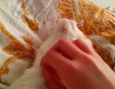 Cat massage