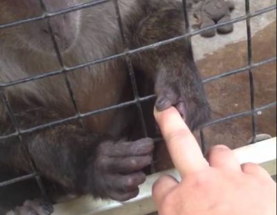 Monkey grooms a girl’s hand