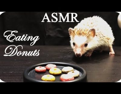 ASMR Hedgehog eating, drinking and very close-up