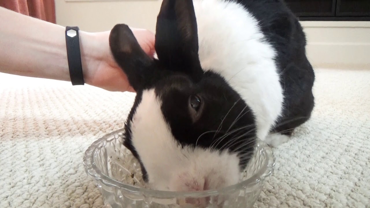 A Rabbit Eating a Banana and Getting a Massage