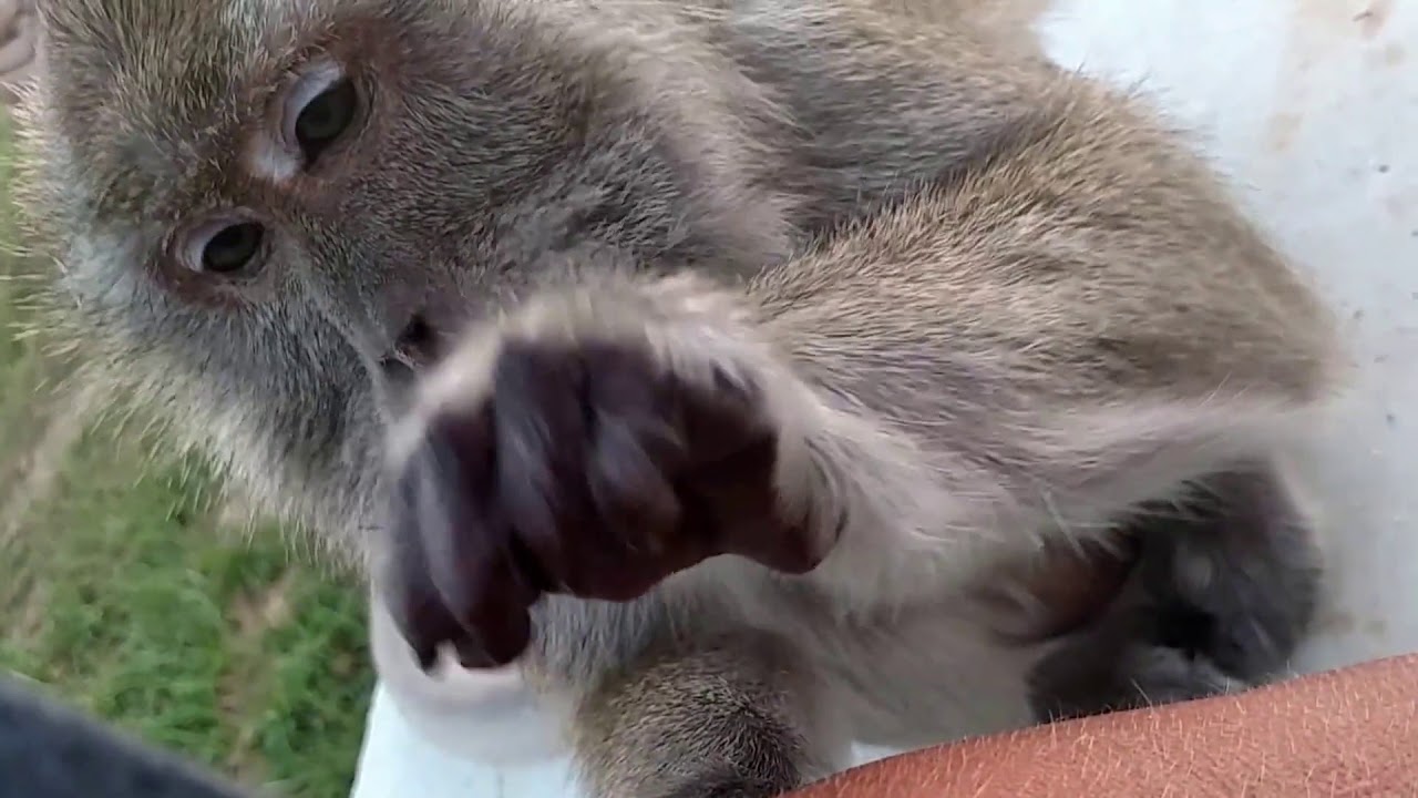 Monkey Grooming a Cat and a Human