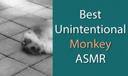 Sleeping monkey next to text that says best unintentional monkey asmr videos