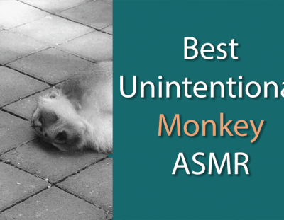 Best Unintentional Animal ASMR Videos – Monkey Edition