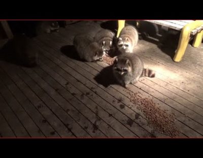 Cute Raccoons Munching on Dog Food