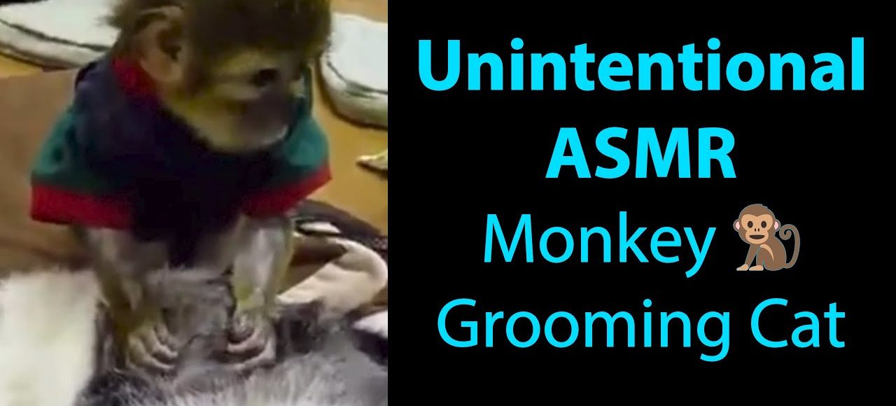 Cute Little Monkey Grooming a Cat